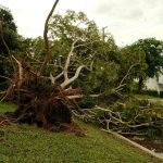 Árvore arrancada pelas raízes caída sobre uma rua suburbana após uma tempestade.