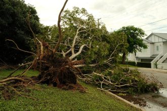 Árvore arrancada pelas raízes caída sobre uma rua suburbana após uma tempestade.